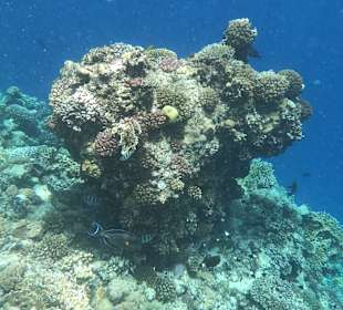 Schnorcheln Marsa Alam