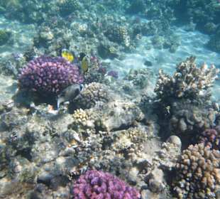 Schöne Welt unter Wasser