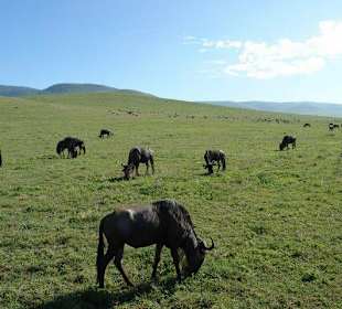 Нгоронгоро