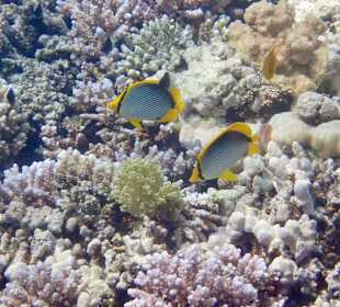 Schnorcheln Makadi Bay