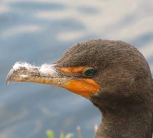 Everglades National Park: Anhinga Trail