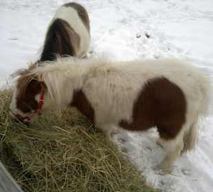 Gut Aiderbichl Ponny's