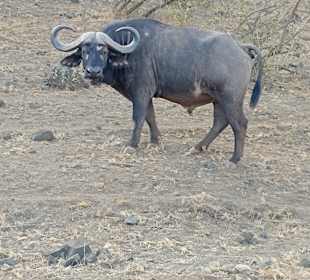 Tsavo Ost und West Safari