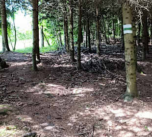 Waldweg Baummarkierung