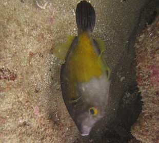 Begegnung unter Wasser Hurghada