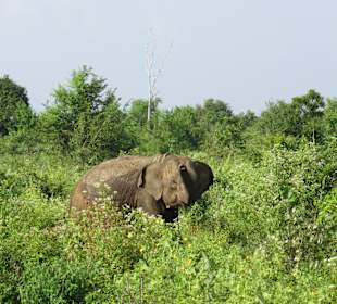 Im Udawalawe Nationalpark