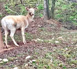 Wandern Bad Sobernheim
