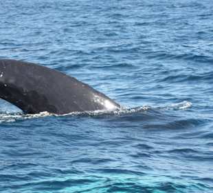 Whale watching Februar 2015
