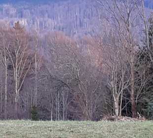 Wandern Waldmünchen