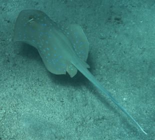 Rafa przy pomoście "Stella"