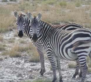 2 neugierige Steppenzebras