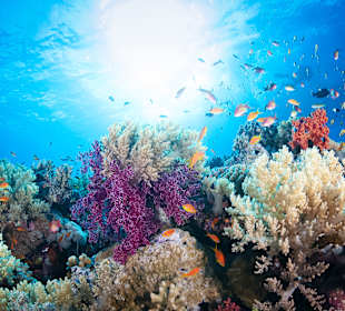 Schnorcheln Makadi Bay