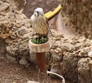 Vogelshow