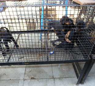 Auch lebende Tiere, nicht jedermanns Sache