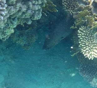 Schnorcheln Abu Dabbab