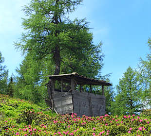 Alpenrosenblüte auf dem Weg zur Samalm