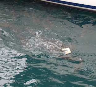 Hafenbecken in Gigantes