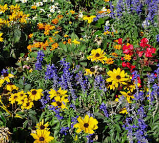 Blütenmeer im Jardin des Plantes