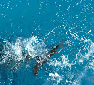 Der war zum greifen nah