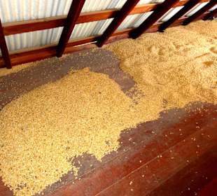 Trocknung der Bohnen auf dem Dachboden