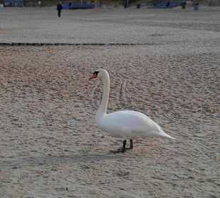 Strand Kolberg/Kolobrzeg