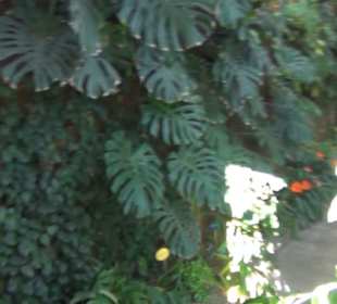 Real Jardín Botánico de Madrid