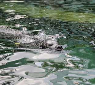 Robbe im Zoo Budapest