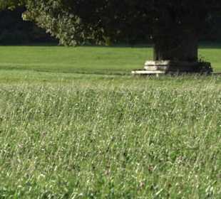 Friedenseiche Kohlstetten