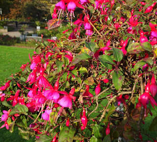 Rundgang durch das herbstliche "Planten un Blomen"