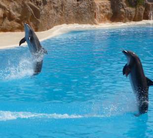 Delfin Show