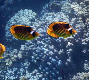 Schnorcheln Makadi Bay