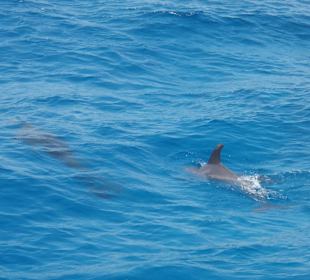 Delfin-Tour
