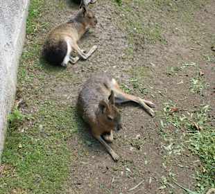 Kameltheater & Weißer Hof