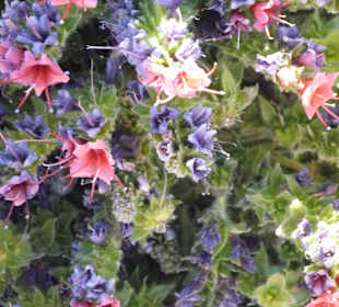 Parque Nacional del Teide