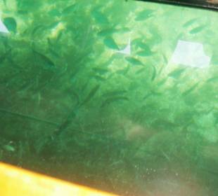 Glasbodenboot