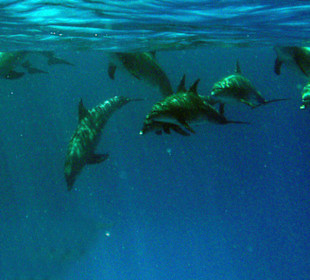Die Gruppe beim Schwimmen!
