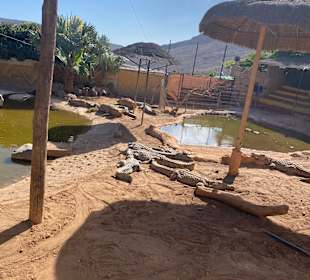 Cocodrilo Park