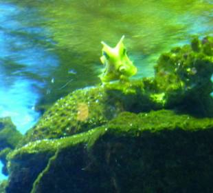 Witzig geformter Fisch