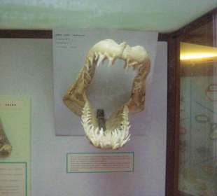 Naturhistorisches Museum