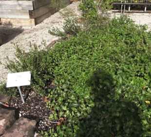 Kneippscher Kräutergarten