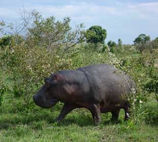 Hippo 