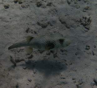 Weißflecken-Kugelfisch