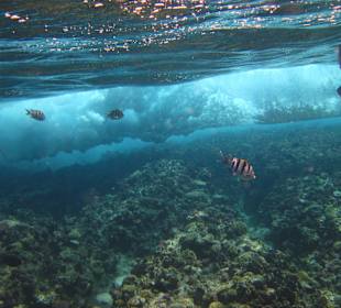 Beim Schnorcheln am Riff
