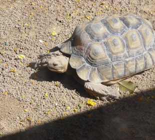 Eine von den kleineren Schildkröten