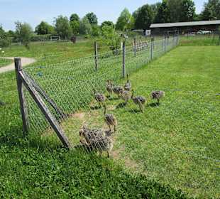 Straußenfarm Mhou Rülzheim
