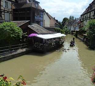 Schwäne mit Jungtieren auf der Lauch