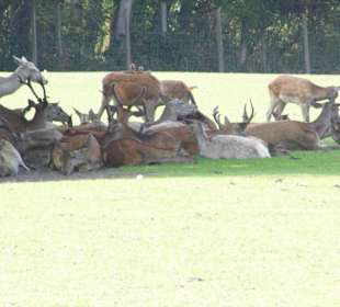 WildparkImpression September 2013