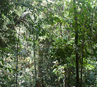 Dźungla w parku Taman Negara