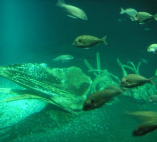 Ozeaneum