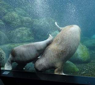 Robben bei der Futtersuche